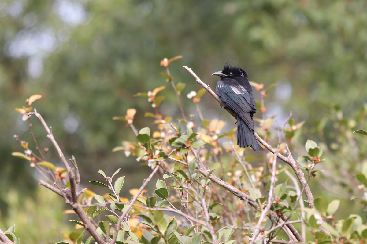 Hair-crested Drongo - ML647545115