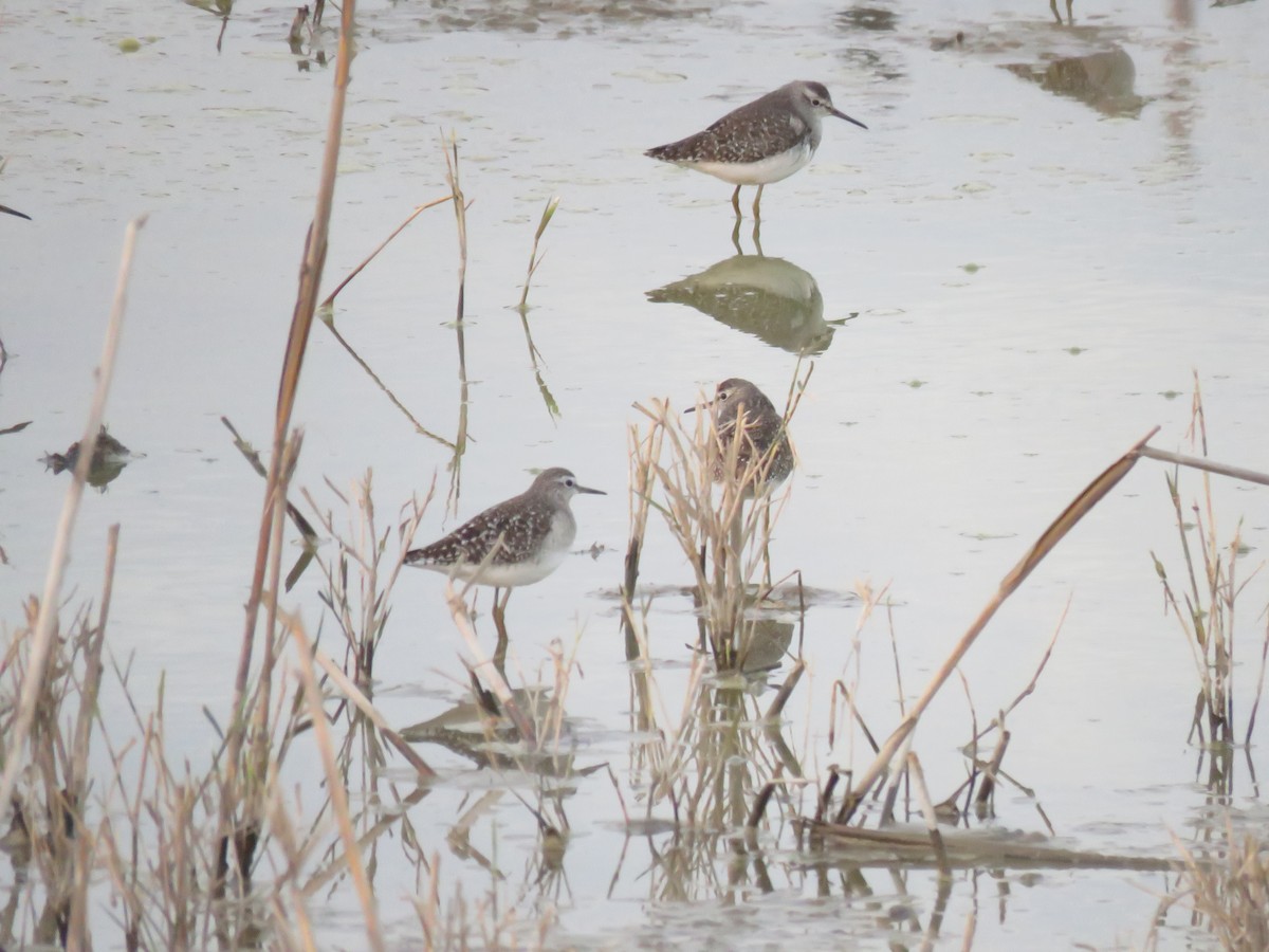 Wood Sandpiper - ML647545122