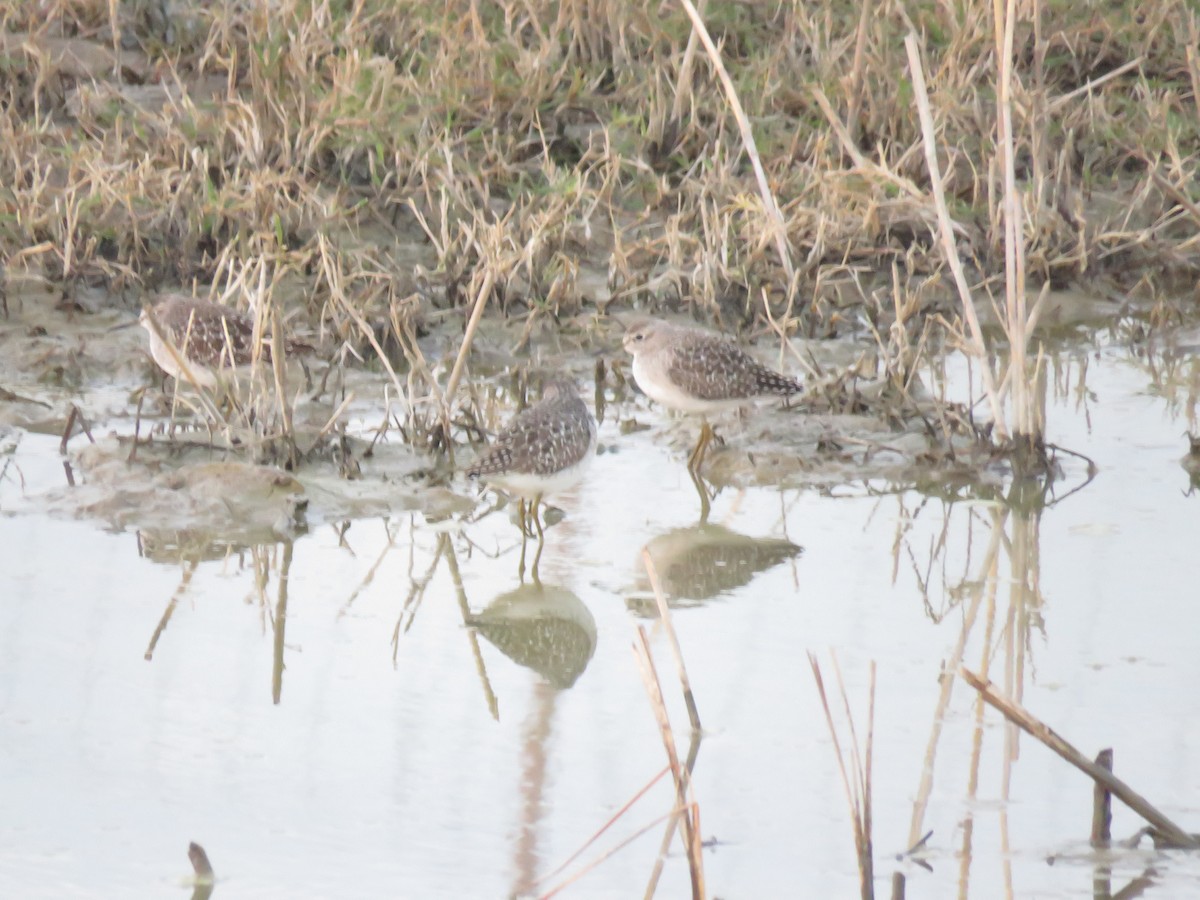 Wood Sandpiper - ML647545123