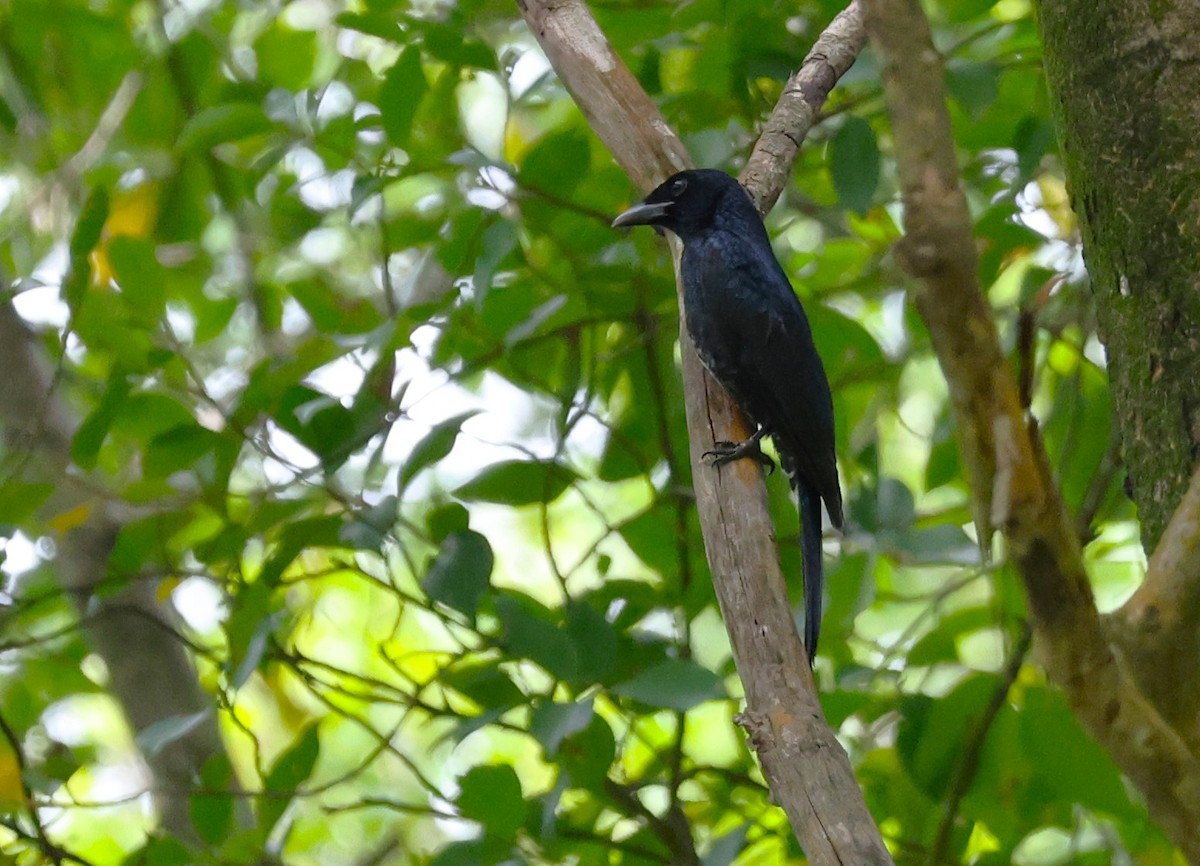 Crow-billed Drongo - ML647545126