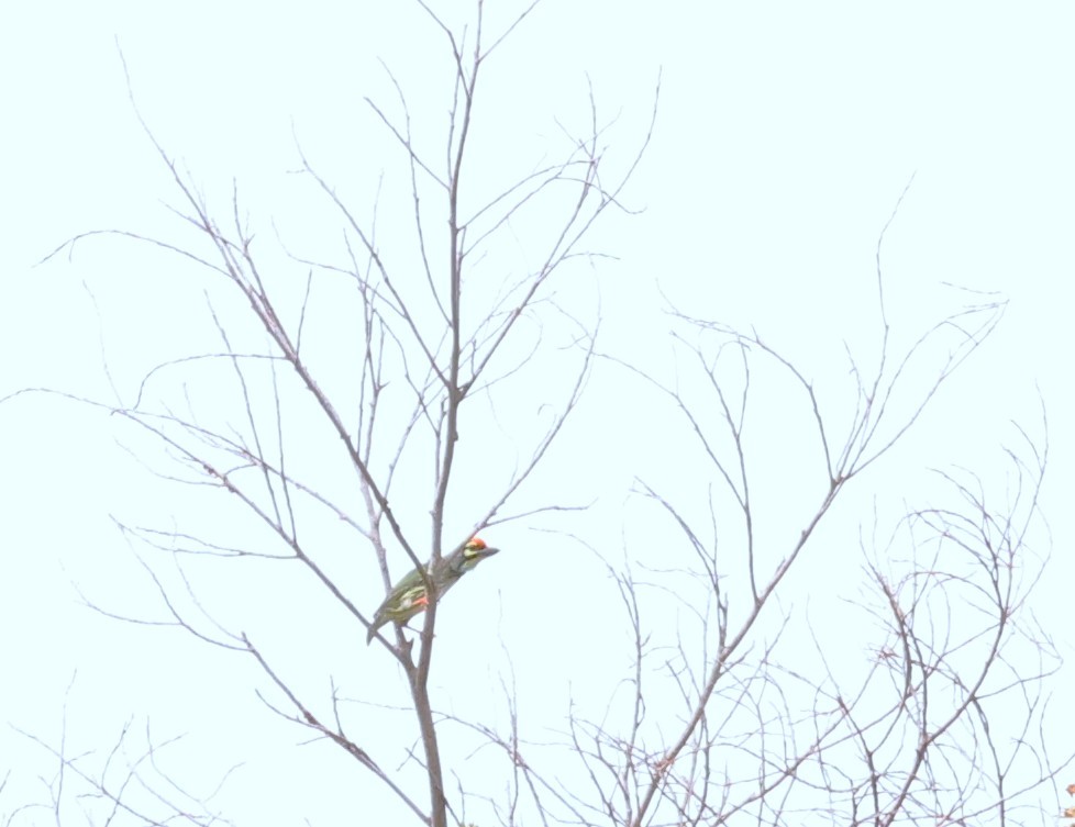 Coppersmith Barbet - ML647545129