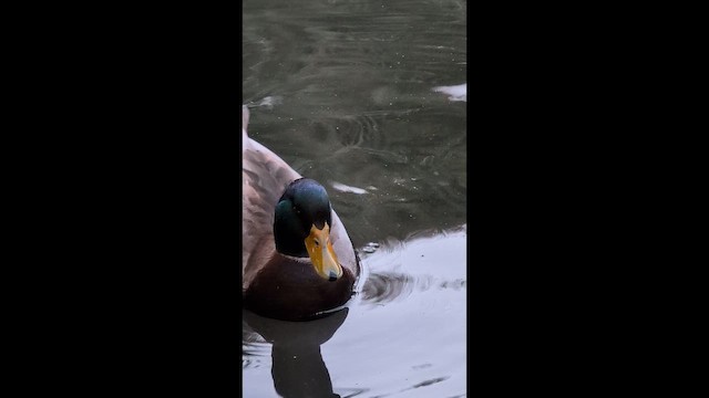 Mallard - ML647545130