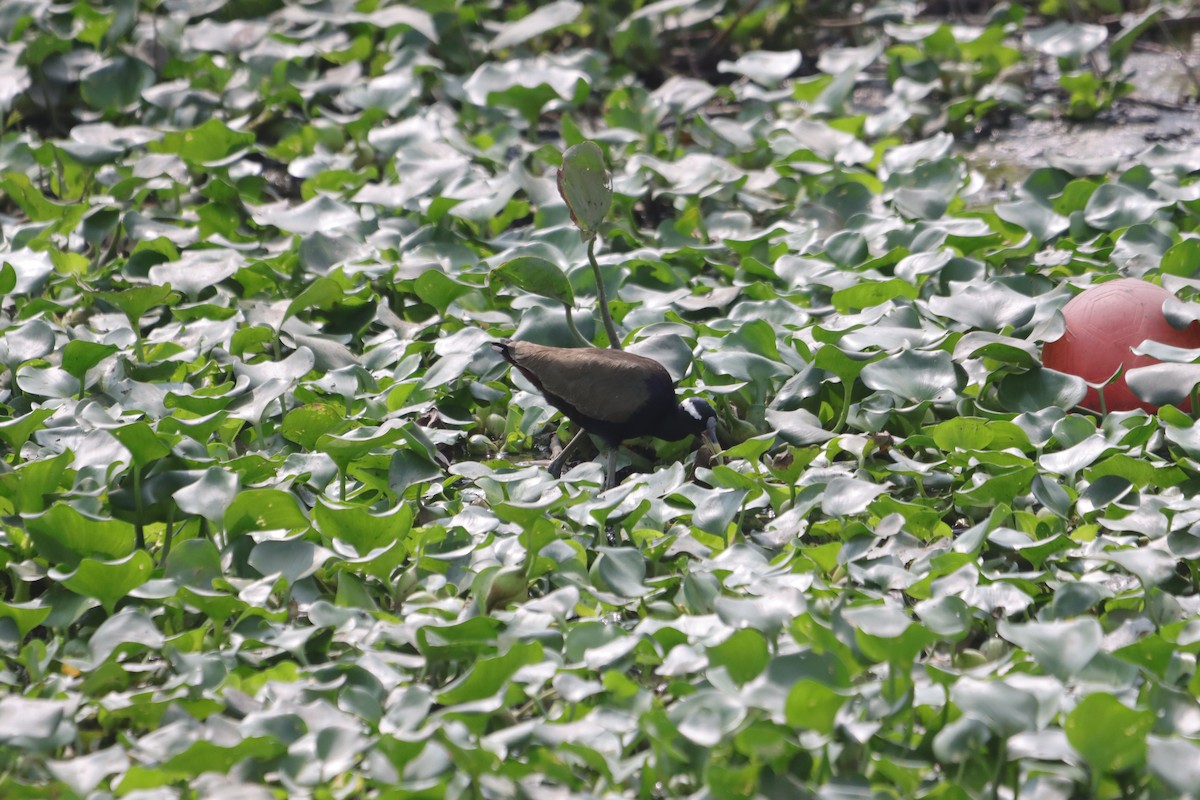 Bronze-winged Jacana - ML647545135