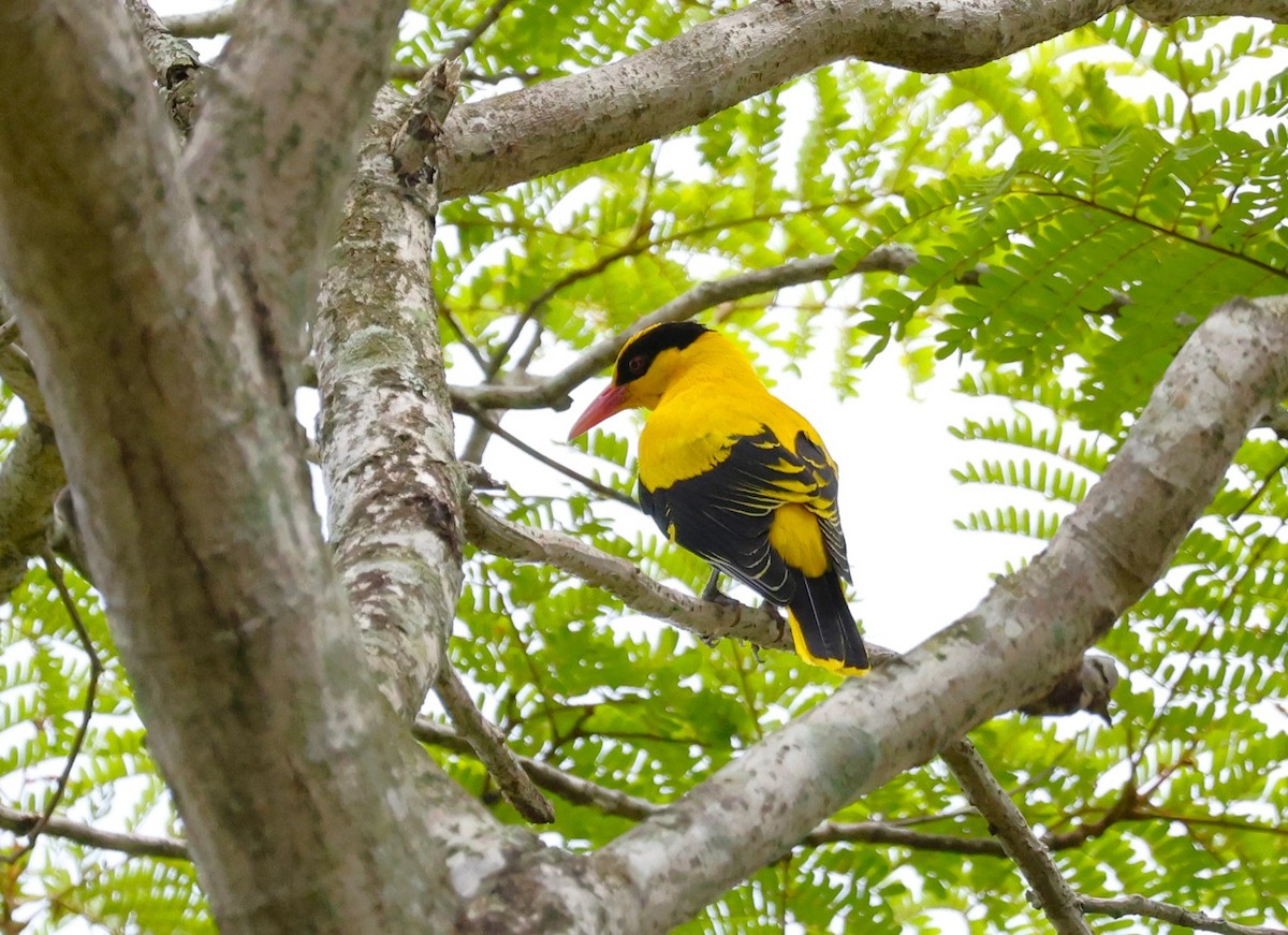 Black-naped Oriole - ML647545137