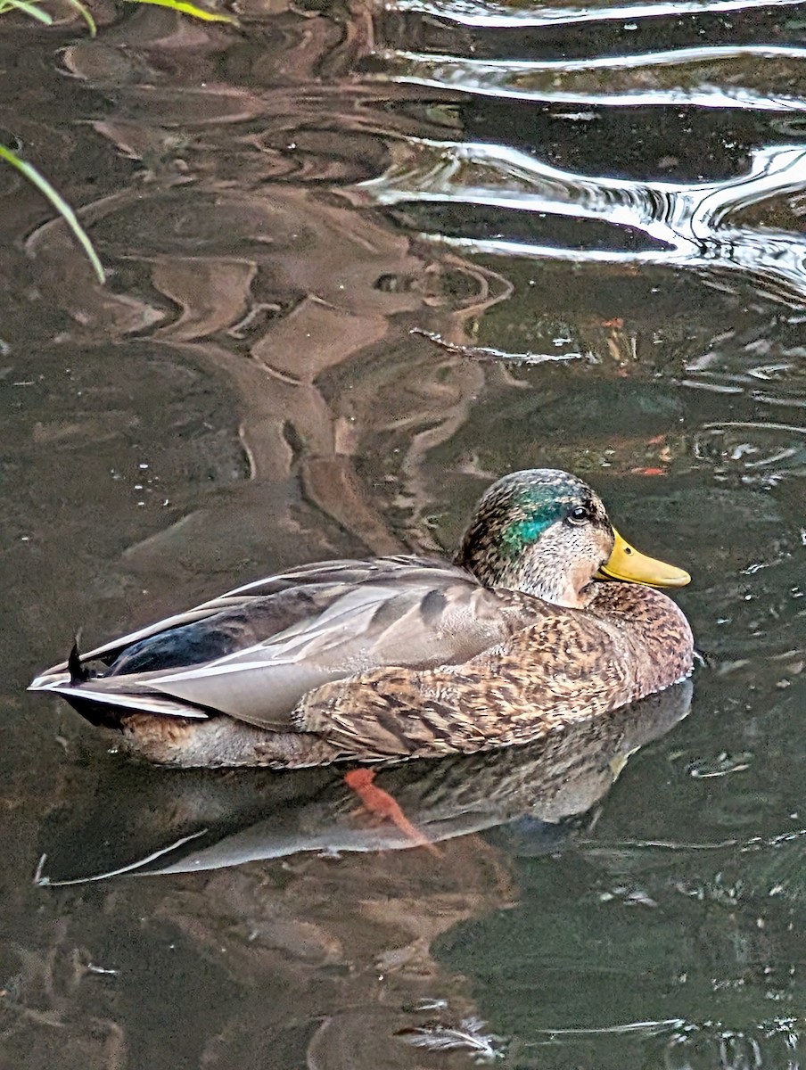 Mallard - ML647545139