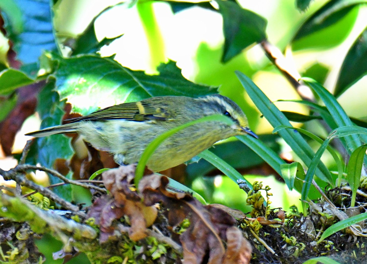Buff-barred Warbler - ML647545140