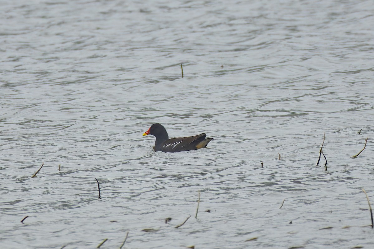 Eurasian Moorhen - ML647545144
