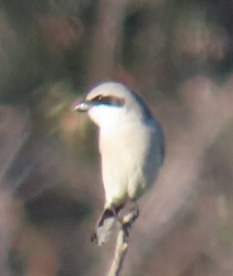 Loggerhead Shrike - ML647545146