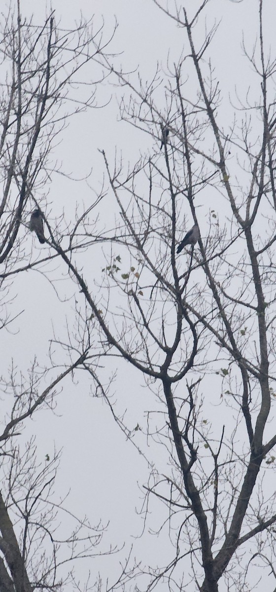 Hooded Crow - ML647545148