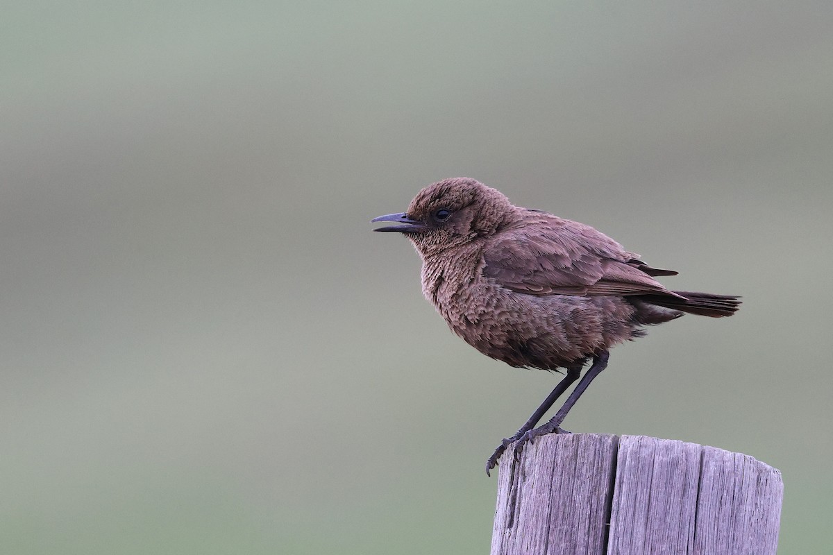 Southern Anteater-Chat - ML647545149