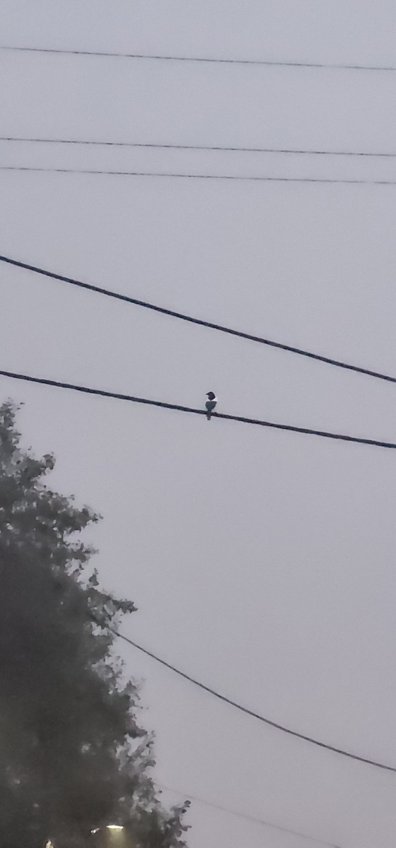 Eurasian Magpie - ML647545150