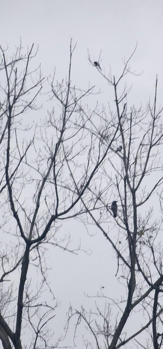 Eurasian Magpie - ML647545151