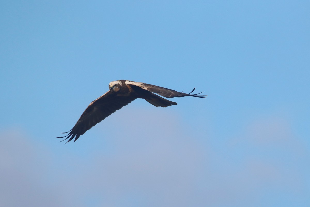 Western Marsh Harrier - ML647545152