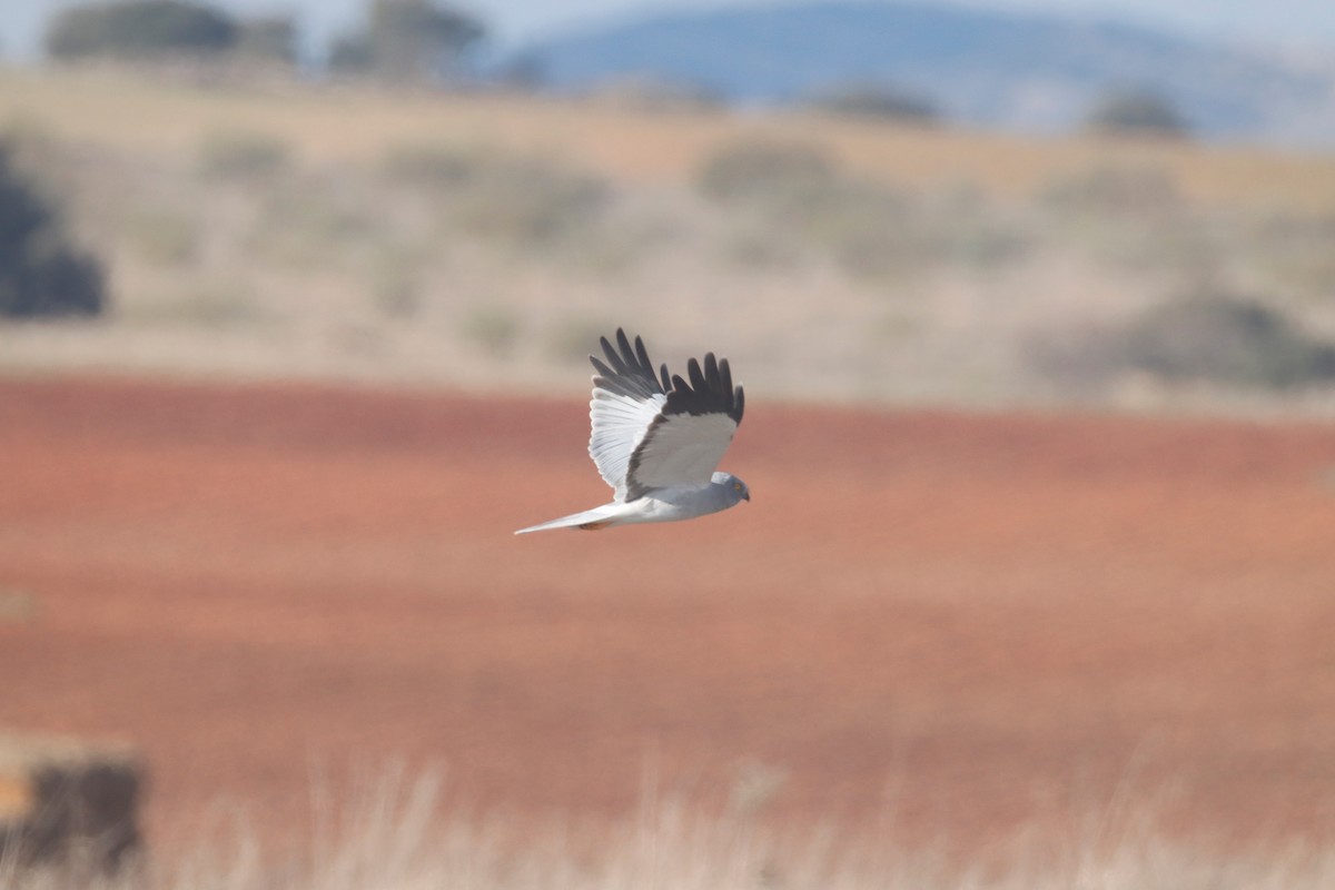 Hen Harrier - ML647545153