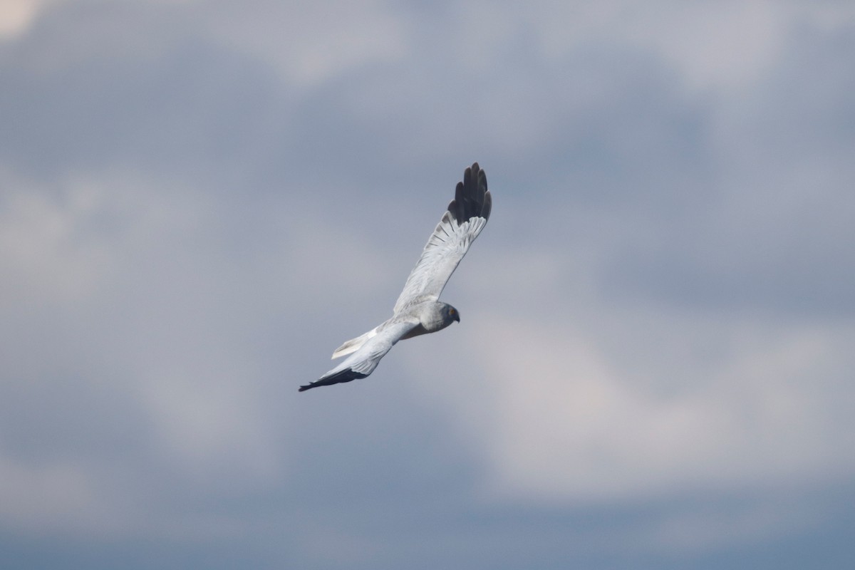 Hen Harrier - ML647545154