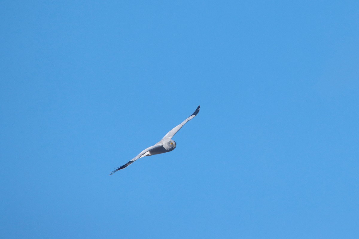 Hen Harrier - ML647545155