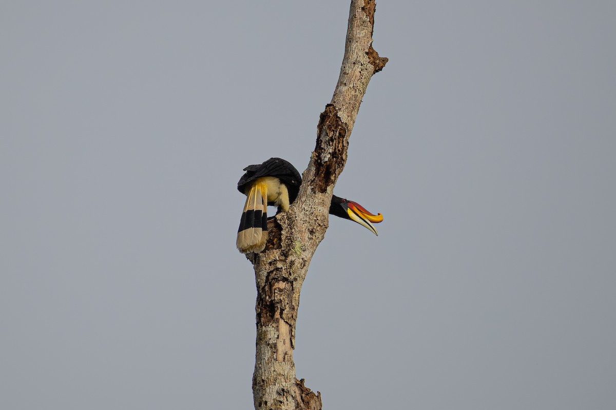 Rhinoceros Hornbill - ML647545157