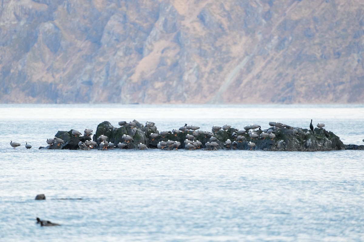 Emperor Goose - ML647545158