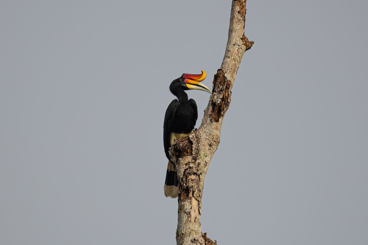 Rhinoceros Hornbill - ML647545160