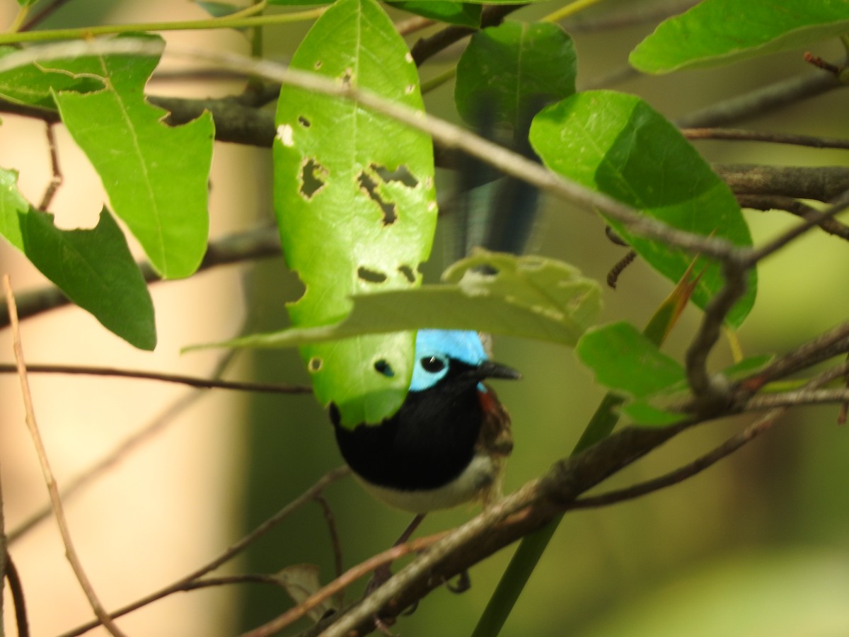 Variegated Fairywren - ML647545161