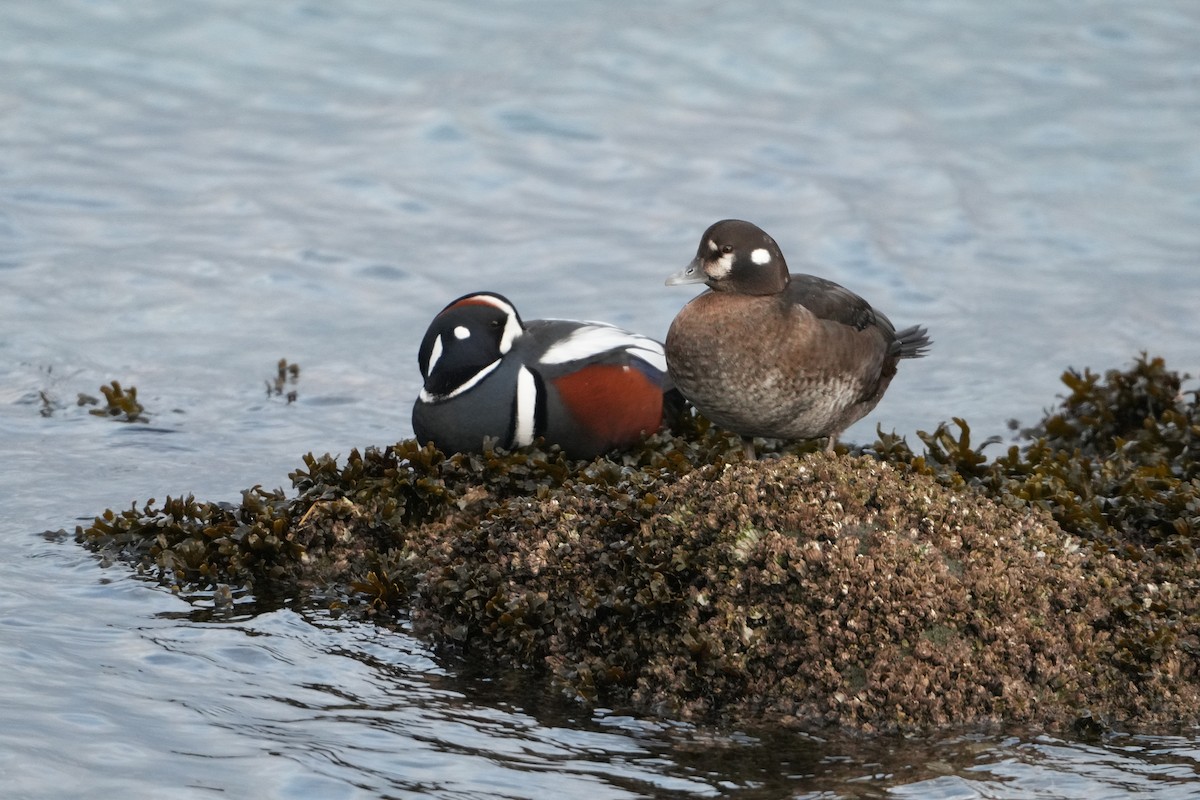Harlequin Duck - ML647545163