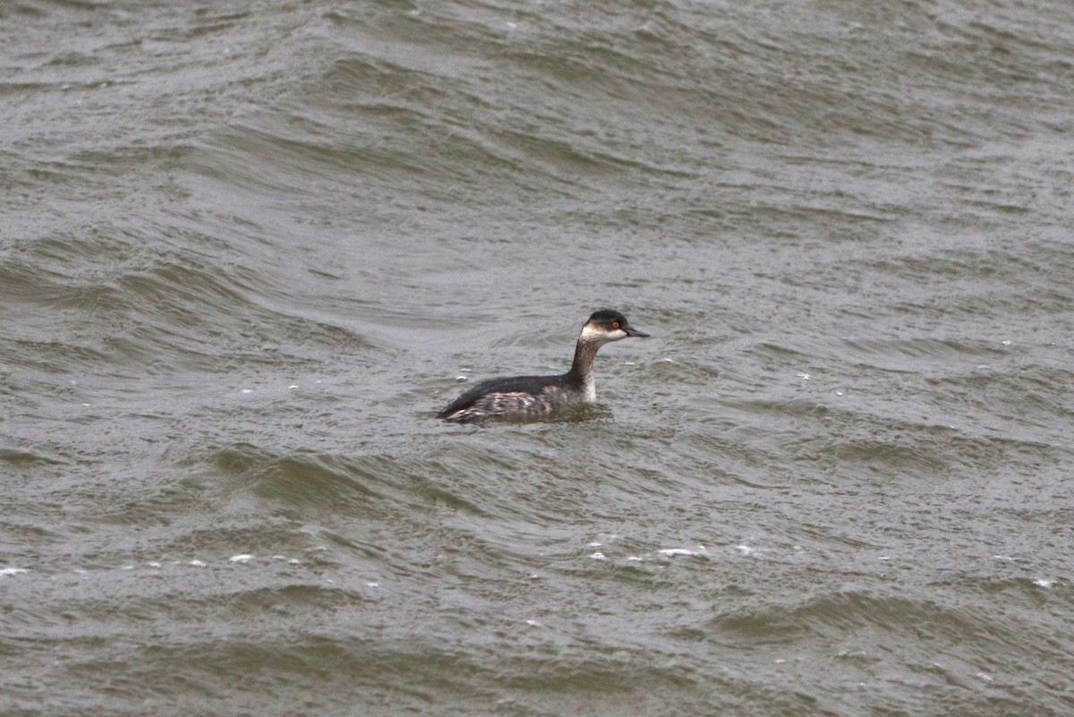 potápka černokrká - ML647545169