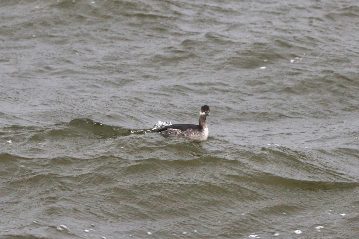 potápka černokrká - ML647545170