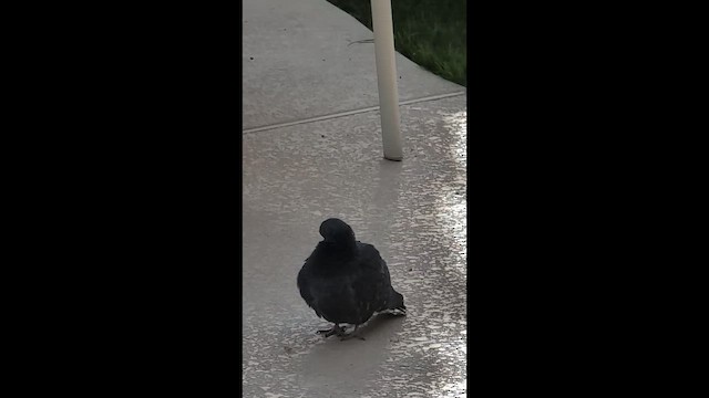 Rock Pigeon (Feral Pigeon) - ML647545177