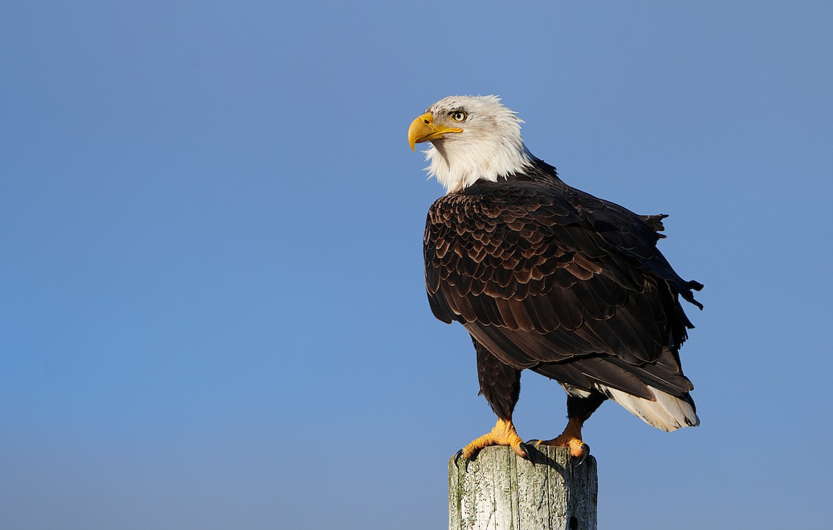 Bald Eagle - ML647545183