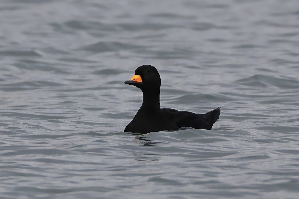 amerikasvartand - ML647545184