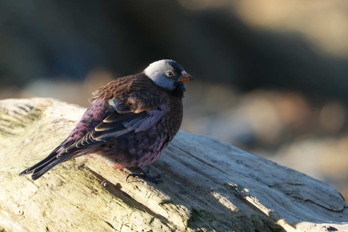 Pinzón Montano Nuquigrís (griseonucha) - ML647545188