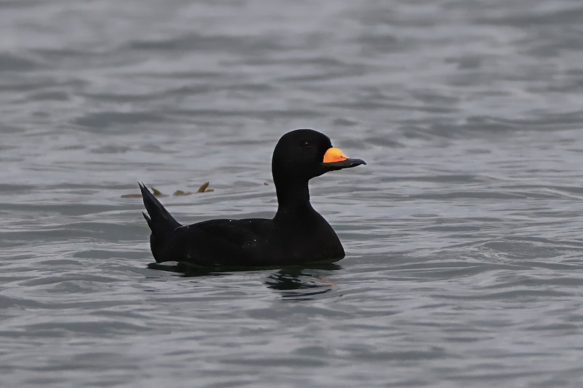 amerikasvartand - ML647545192