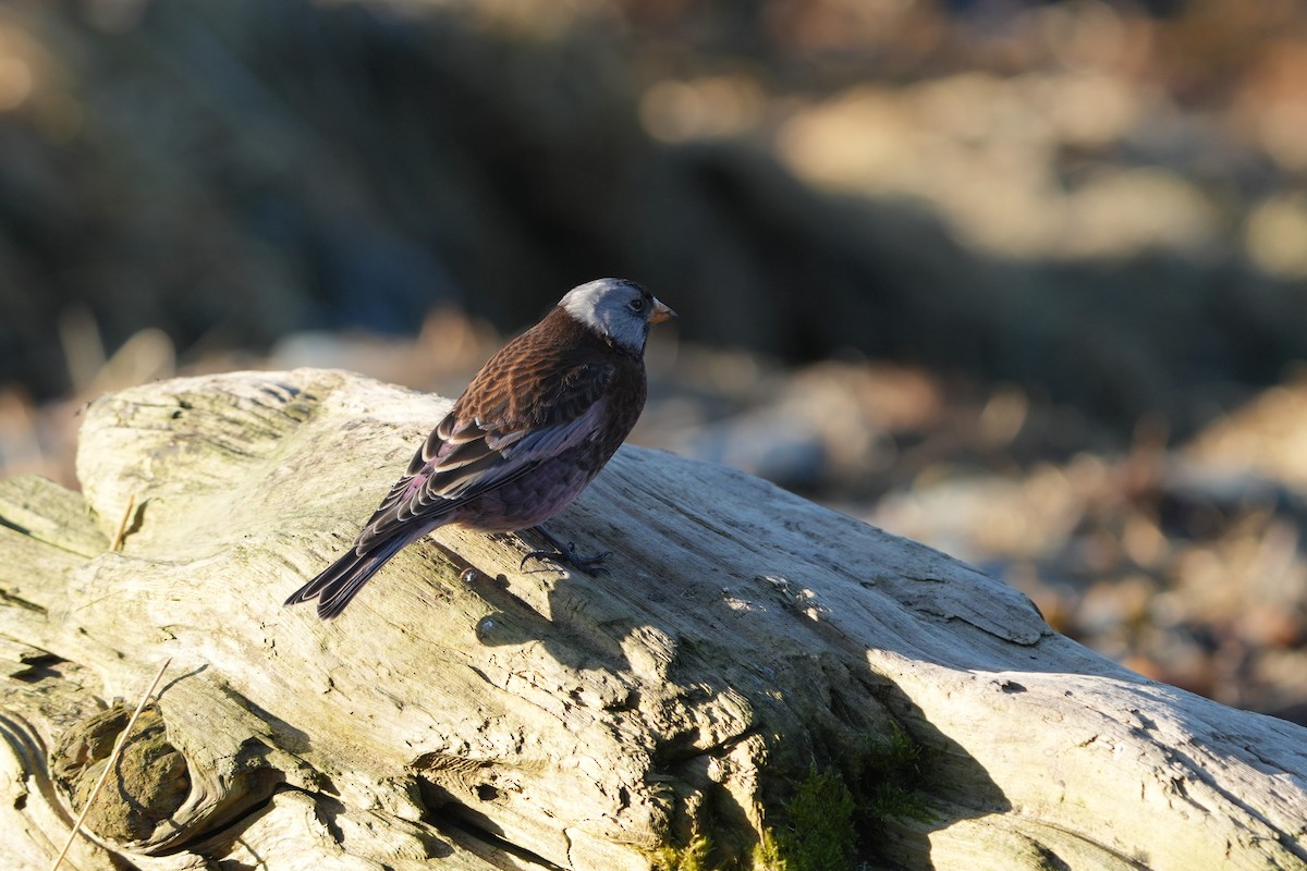 Pinzón Montano Nuquigrís (griseonucha) - ML647545195