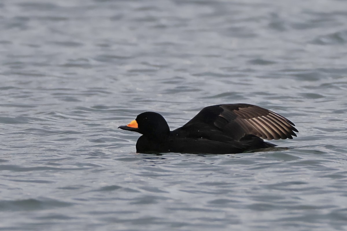 amerikasvartand - ML647545196