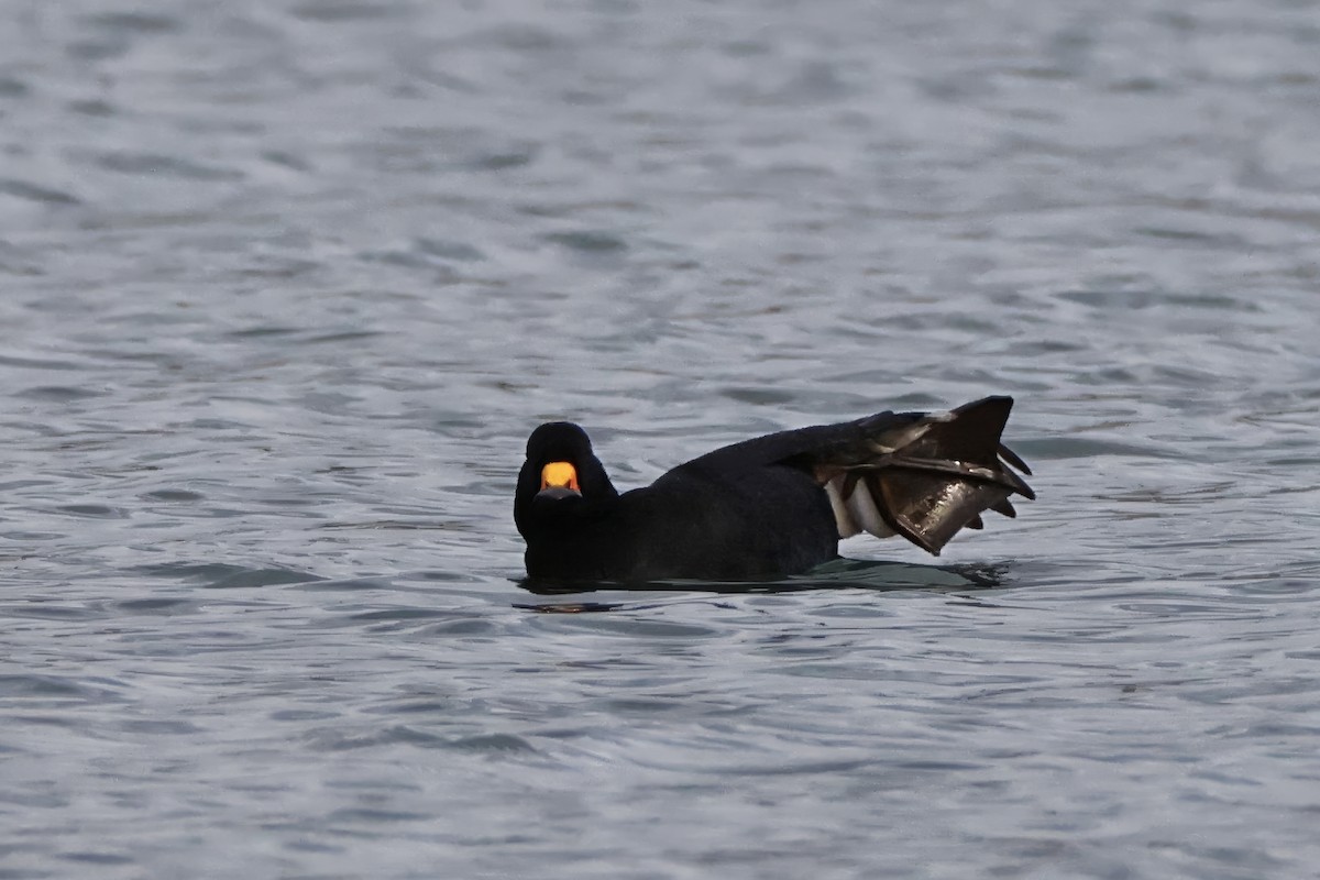 amerikasvartand - ML647545198