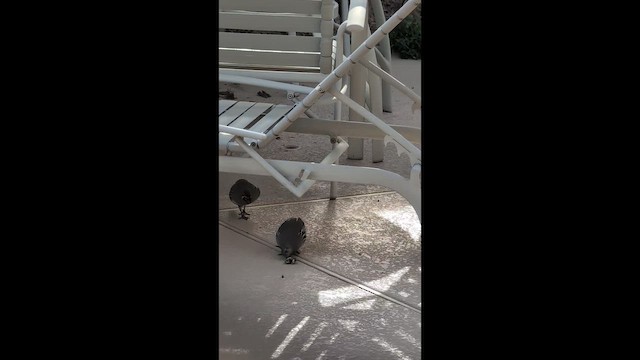 Gambel's Quail - ML647545206