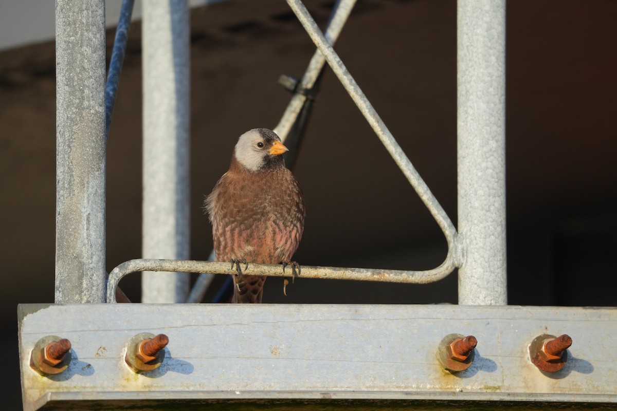 Pinzón Montano Nuquigrís (griseonucha) - ML647545219