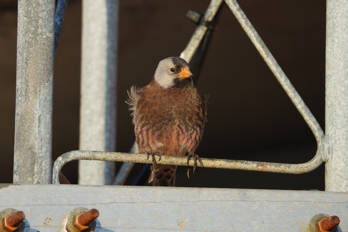 Pinzón Montano Nuquigrís (griseonucha) - ML647545220