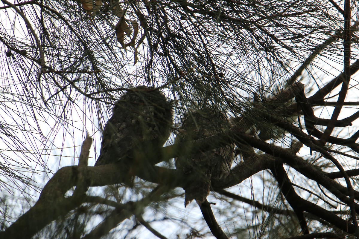 Avustralya Kocaağzı - ML647545226