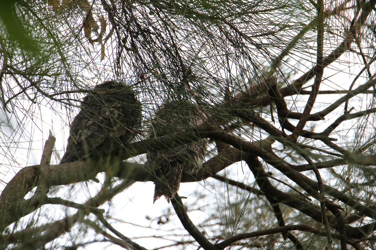 Avustralya Kocaağzı - ML647545227