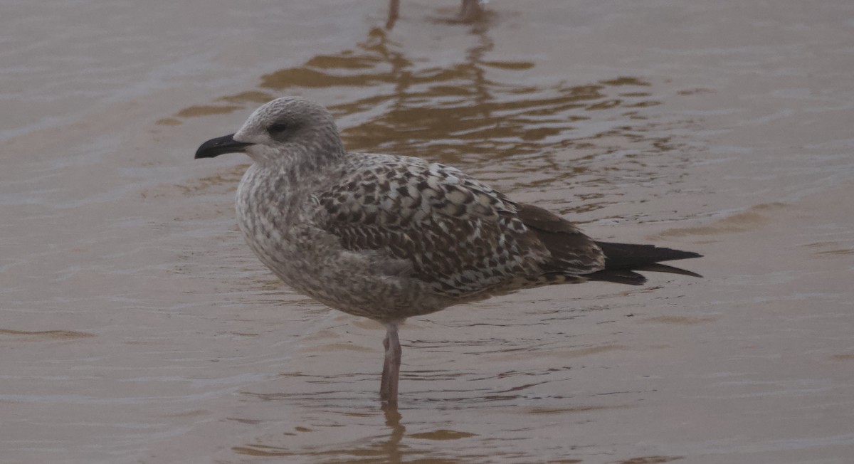 ニシセグロカモメ - ML647545248