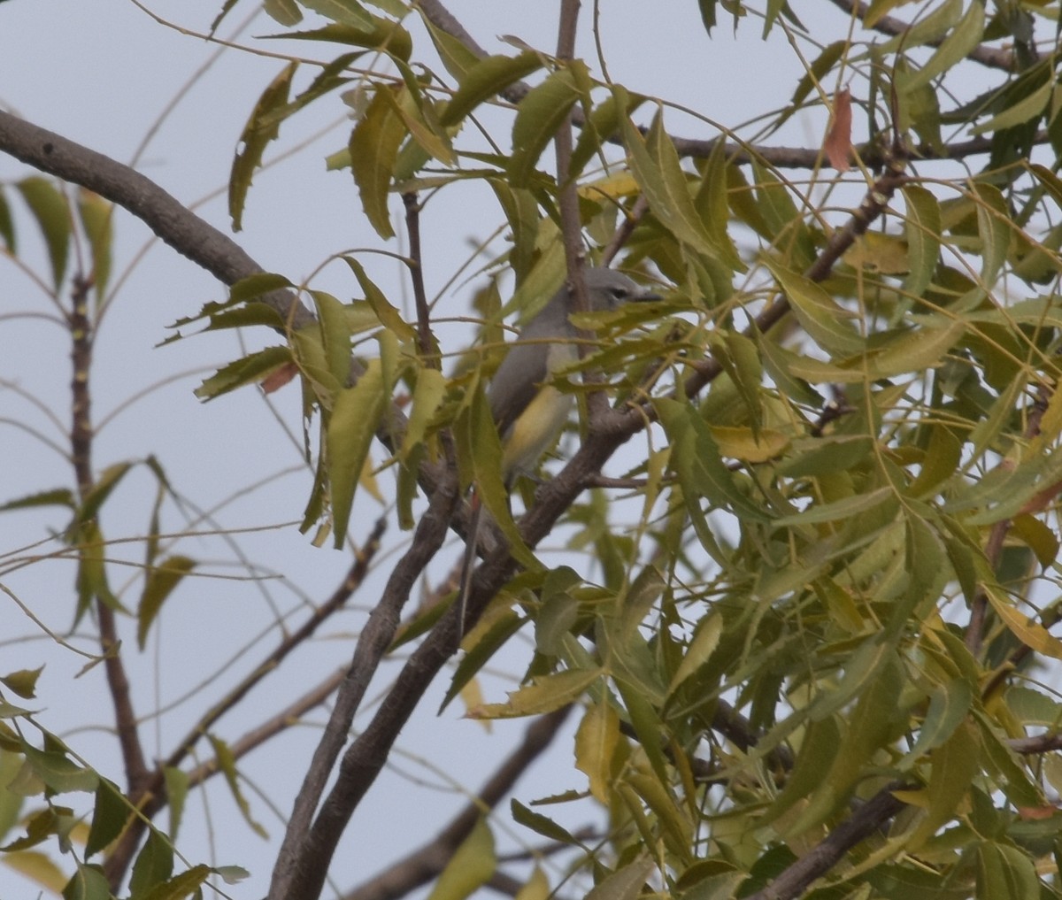 Small Minivet - ML647545263