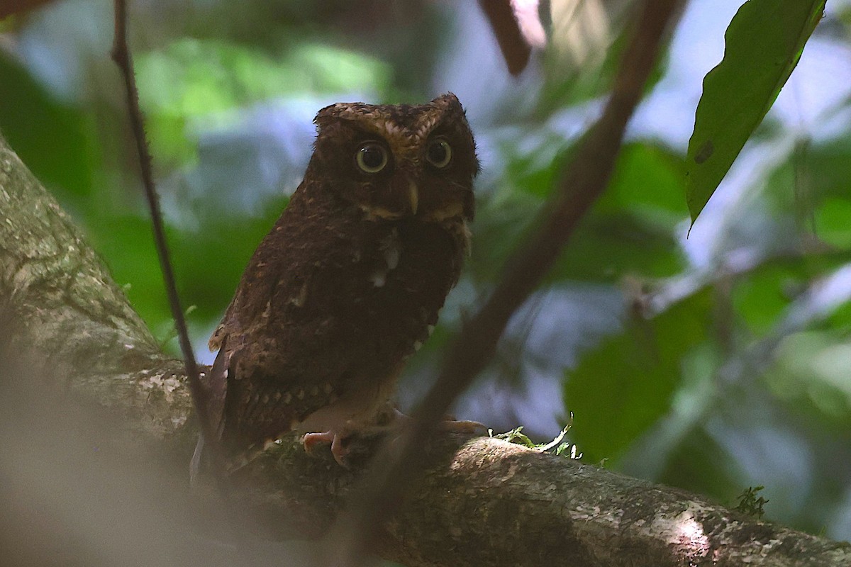 黃嘴角鴞 - ML647545265