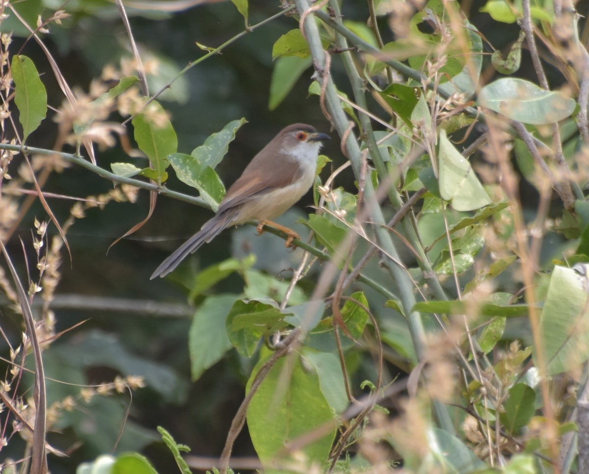 Yellow-eyed Babbler - ML647545272