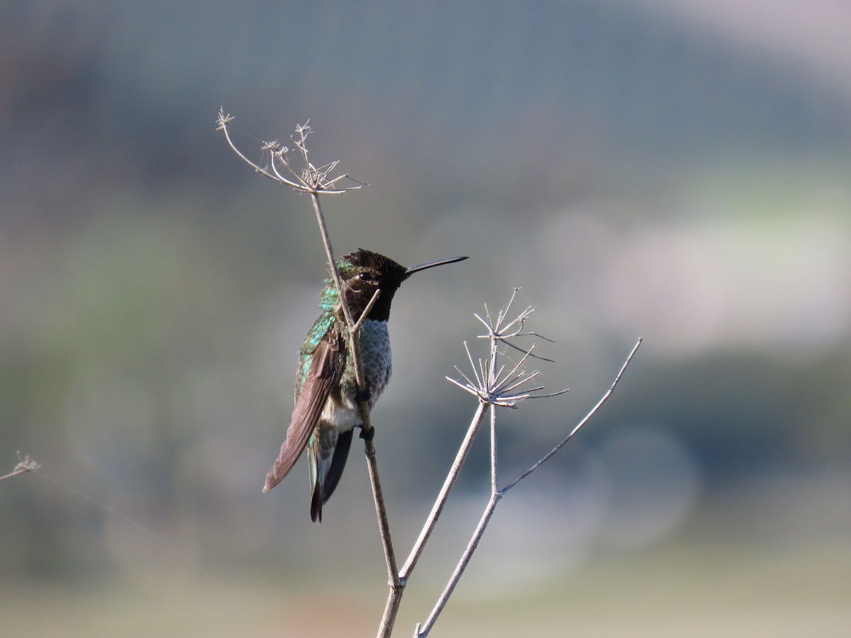 Anna's Hummingbird - ML647545274