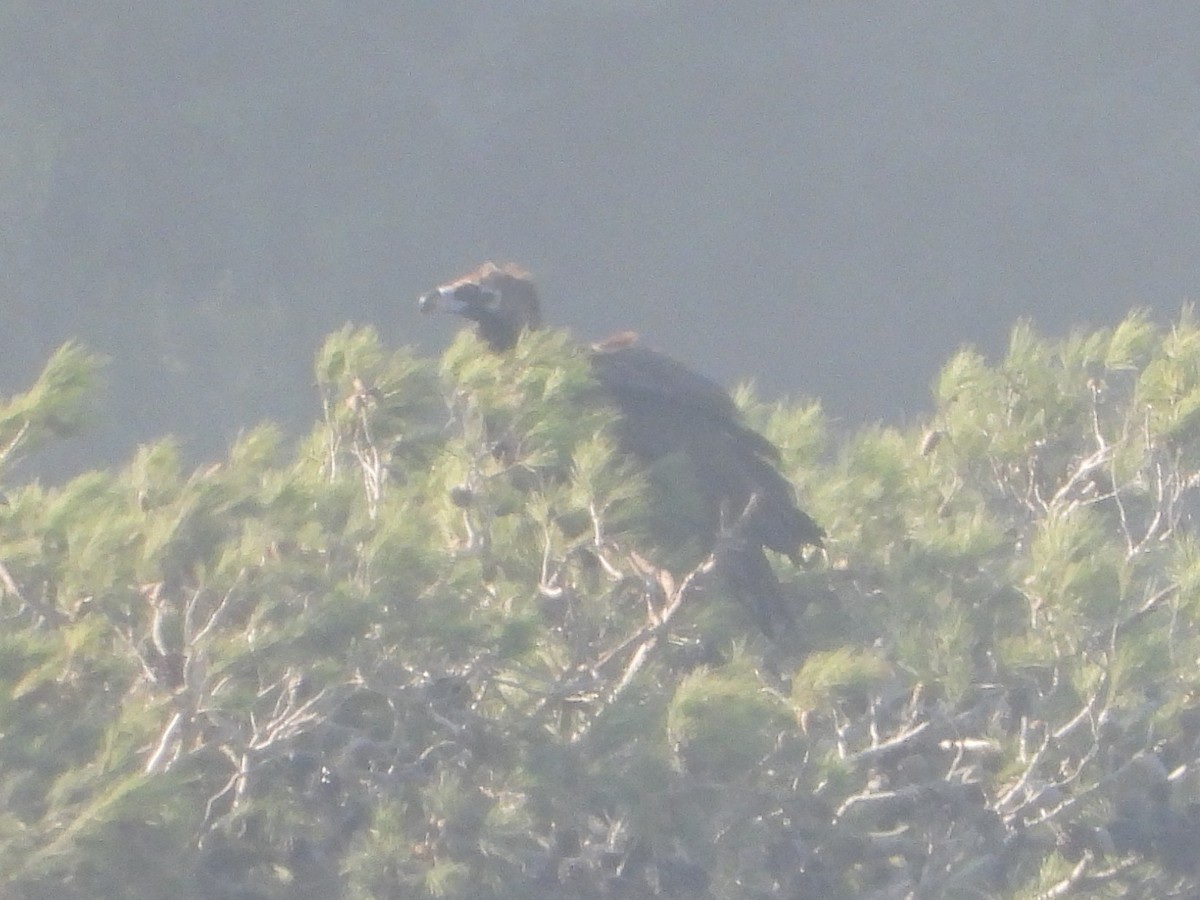 Cinereous Vulture - ML647545275