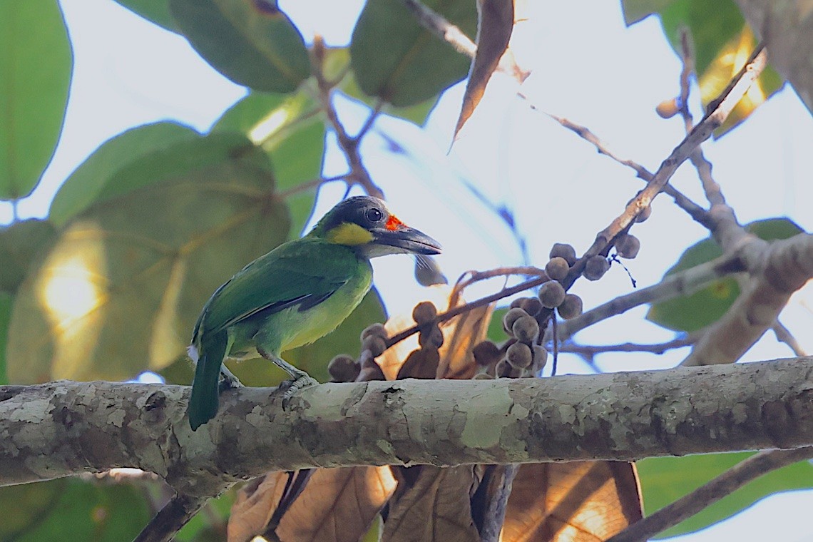 Gold-whiskered Barbet (Gold-faced) - ML647545279