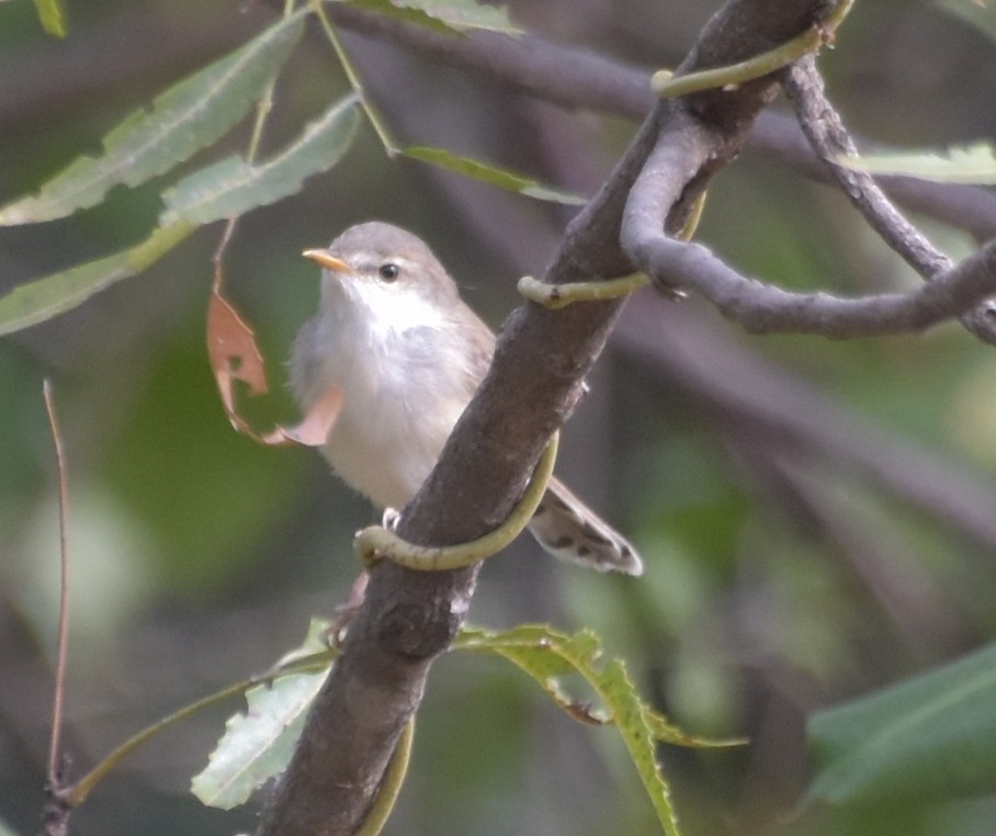 Sykes's Warbler - ML647545280