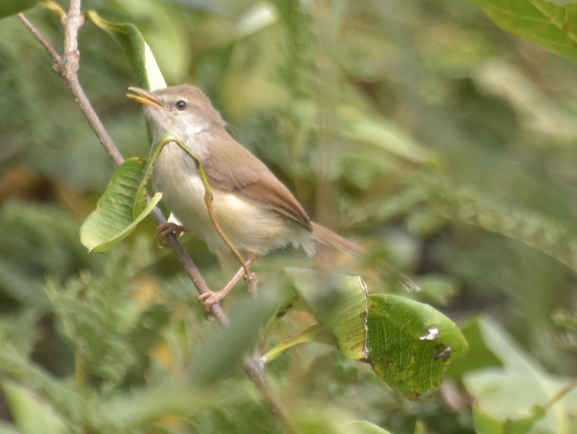 Sykes's Warbler - ML647545281