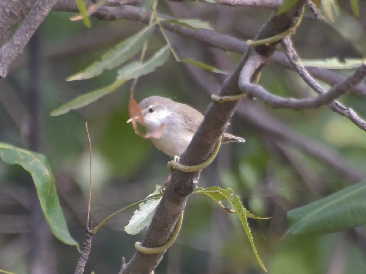 Sykes's Warbler - ML647545282